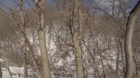 Low angle wide shot of tall trees in a park during winter. 4K UHD. Video stock 71005046