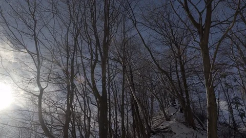 Low angle wide shot of tall trees in a park during winter. 4K UHD. Stock Footage 71005059