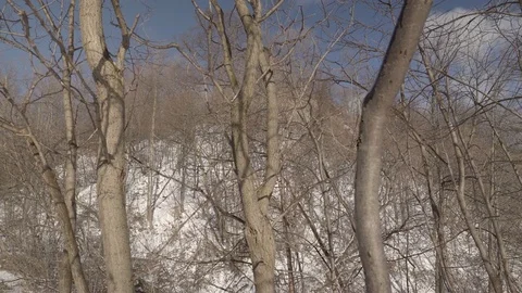 Low angle wide shot of tall trees in a park during winter. 4K UHD. Stock Footage 71006635
