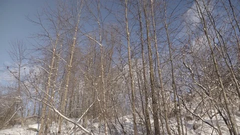 Low angle wide shot of tall trees in a park during winter. 4K UHD. Stock Footage 71007057
