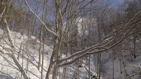 Low angle wide shot of tall trees in a park during winter. 4K UHD. Stock Footage 71047451