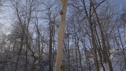 Low angle wide shot of tall trees in a park during winter. 4K UHD. Stock Footage 71048138