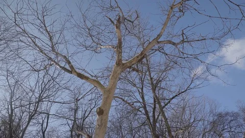 Low angle wide shot of tall trees in a park during winter. 4K UHD. Stock Footage 71048493
