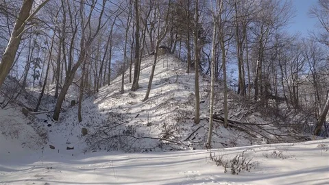 Low angle wide shot of tall trees in a park during winter. 4K UHD. Stock Footage 71048595