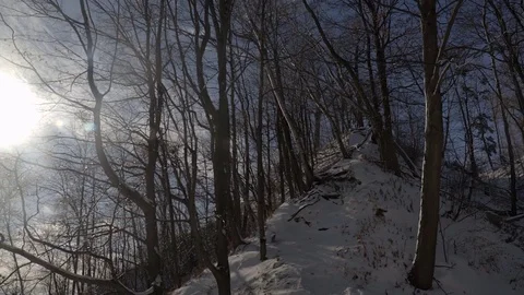 Low angle wide shot of tall trees in a park during winter. 4K UHD. Stock Footage 71048862