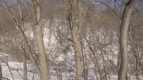 Low angle wide shot of tall trees in a park during winter. 4K UHD. Stock Footage 71048979