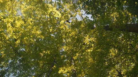 Low angle wide shot of tall trees on a beautiful and sunny summer day. 4K UHD. Stock Footage 77324950