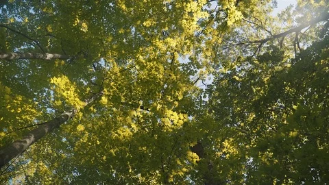 Low angle wide shot of tall trees on a beautiful and sunny summer day. 4K UHD. Stock Footage 77325234