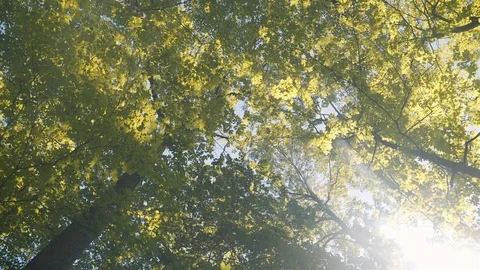 Low angle wide shot of tall trees on a beautiful and sunny summer day. 4K UHD. Stock Footage 77325353