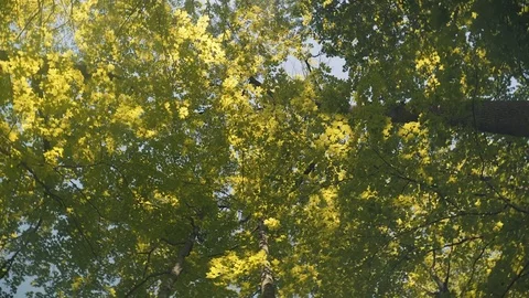 Low angle wide shot of tall trees on a beautiful and sunny summer day. 4K UHD. Stock Footage 77325659