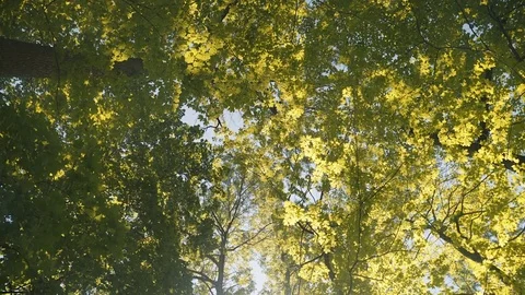 Low angle wide shot of tall trees on a beautiful and sunny summer day. 4K UHD. Stock Footage 77325803