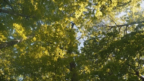 Low angle wide shot of tall trees on a beautiful and sunny summer day. 4K UHD. Stock Footage 77326059