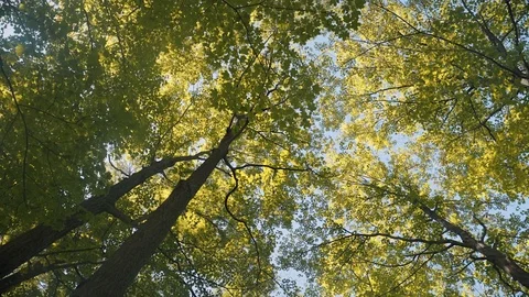 Low angle wide shot of tall trees on a beautiful and sunny summer day. 4K UHD. Stock Footage 77326669