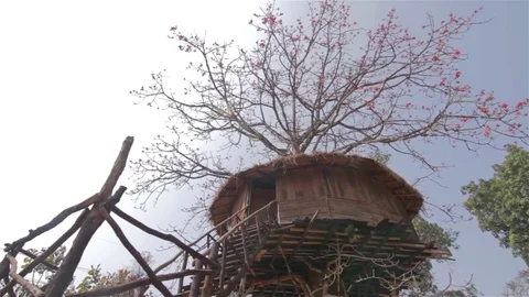 Low angle wide shot of a tree house Stock Footage 82900938