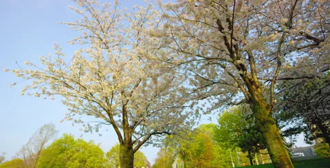 Low angle wide of two Cherry Blossom trees Stock Footage 64026363
