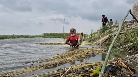 Low Angle Wide View Of Group Of Farmers Extracting Jute Fiber In Canal Stock Footage 340249275