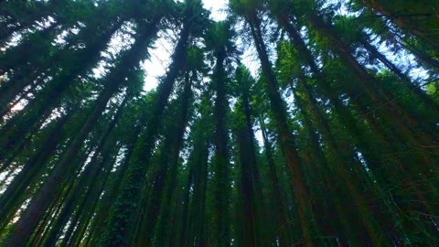 Low angle wide view looking up at tall forest tree tops in Ireland Stock Footage 340434914