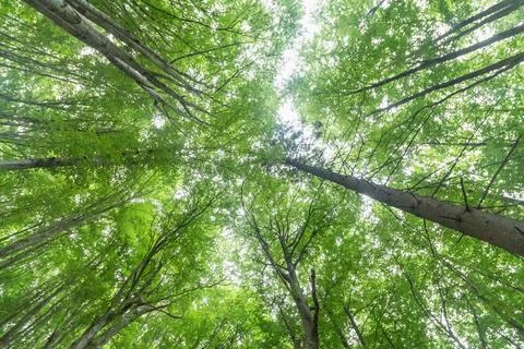 Low angle wide view looking up at lush green beech tree canopy and tall trunk Stock Photos