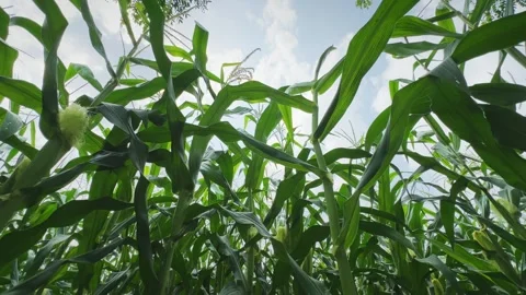Low Angle wide View of Mature Maize Plants With Developing Corn Cobs Against Stock Footage 340973676