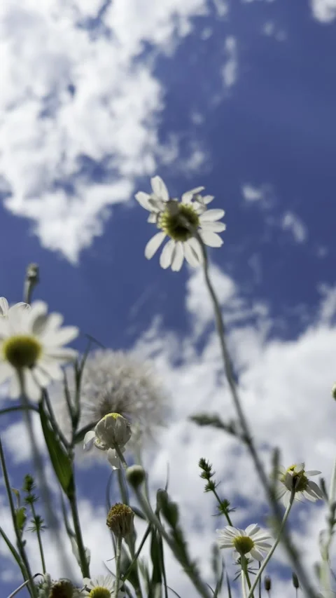 Low Angle of Wild Chamomile Daisies Swaying in the Breeze Against Blue Sky Stock Footage 338219480