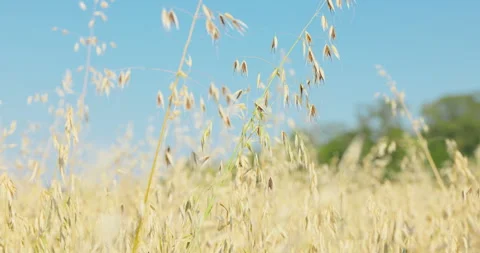 Low angle wild oats swaying with a blurred green tree line, 8K Stock Footage 339234340