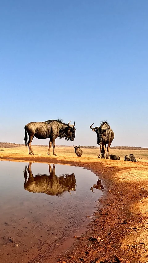 Low Angle Wildebeest Reflections at Shallow African Water Pool Stock Footage 346115733