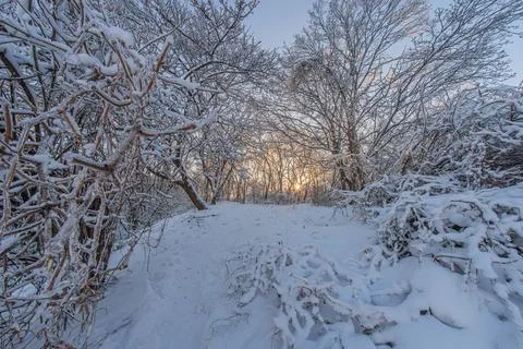 Low-angle winter forest path scene, snowy with recent human tracks Sunset, lo Stock Photos