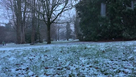 Low angle winter park scene with falling snow and frosty grass Stock Footage 330955420