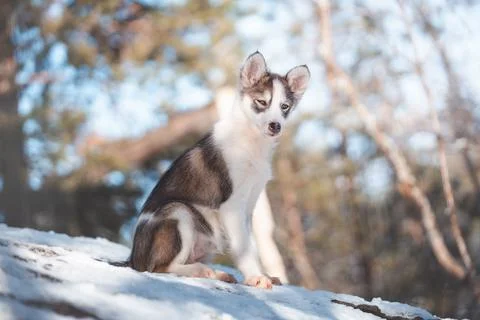 Low-angle winter portrait of a husky puppy sitting on snow in a Nordic forest Foto stock