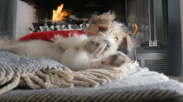 Low Angle of a Wire Hair Jack Russell Terrier Puppy Chewing on a Santa Hat in 4k Stock Footage 86128296