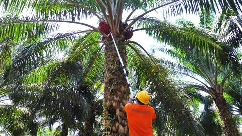 Low Angle of Worker Harvesting Palm Oil Fruit with Long Pole in Plantation Stockbeeldmateriaal 329092393