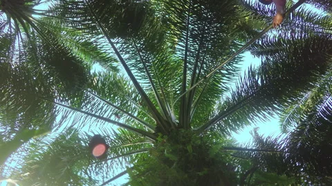 Low Angle  Worker Is Using Chisel To Cut Off Bunches From Palm Oil Tree Stock Footage 272715126