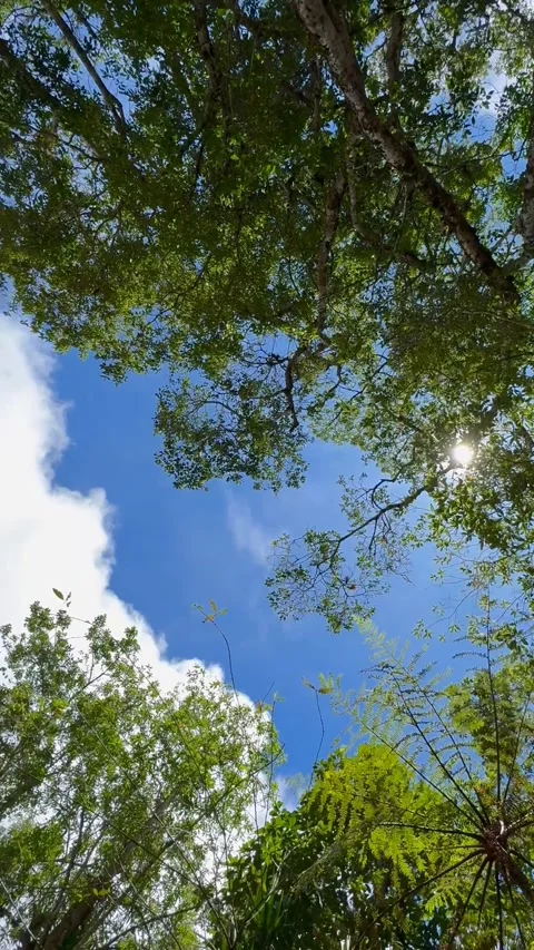 Low Angle Worm's Eye View of Sunlit Treetops - Colonia Tovar Stock Footage 329170399