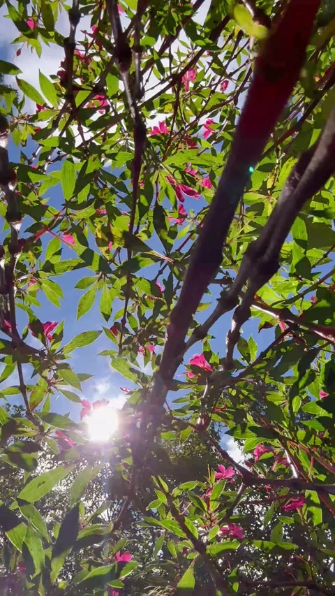 Low Angle Worm's Eye View of Vibrant Flowers - Colonia Tovar Stock Footage 329170574