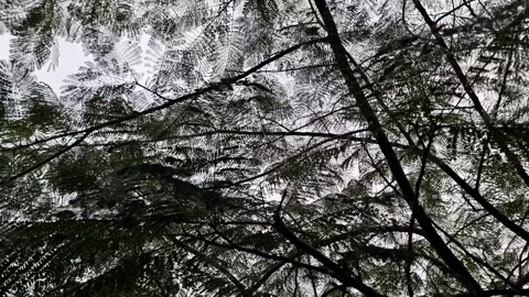 Low Angle Worm’s-Eye View of Lush Green Tree Canopy Covering the Sky 動画素材 331259398