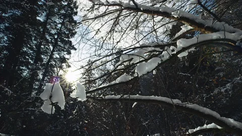 Low angle wrap around snowy tree branch as snow melts in afternoon winter sun Video stock 129424610