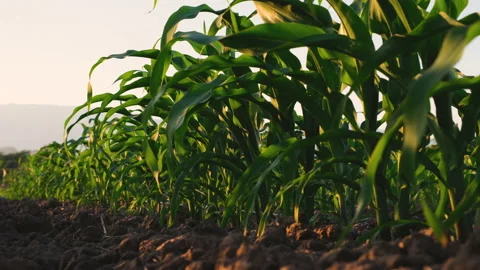 Low angle young maize corn in the cornfield with blowing wind Stock Footage 166790499