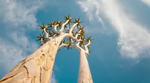 Low angle of a young Quiver Tree Stock Footage 54269836