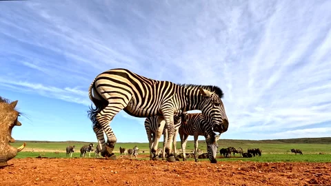 Low angle zebra chasing a warthog away during a feeding encounter Stock Footage 327529986