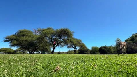 Low Angle Zebra Grazing on African Golf Course Fairway 스톡 동영상 334671215