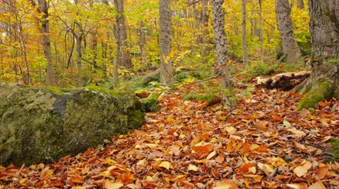 Low angle zoom out Autumn Leaves - P1050089 Stock Footage 32014597