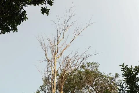 Low angle zoom-in shot of a deciduous tree with no leaves - Autumn concept. Stock Photos