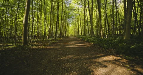 Low-Angled Dolly Shot of the Path Surrounded by Forest Woods and Trees Stock Footage 134073755