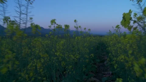 Low angled medium shot of tracking shot along pathway through plants and flowers Stock Footage 310385621