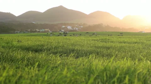 Low Angled Shot of Farmfield Stock Footage 59980185
