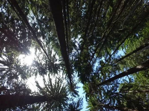 Low Angled Shot Of Forest Trees Video stock 76158186