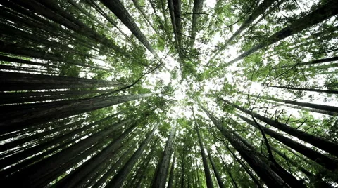Low Angled Shot of Giant Forest Trees Stock Footage