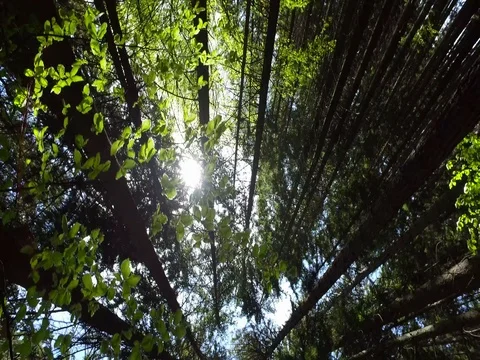 Low Angled Shot Of Giant Trees Stock Footage 76212605