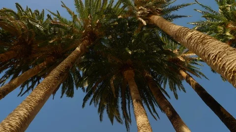 Low Angled Shot of Palm Trees and Blue Sky 스톡 동영상 116560488