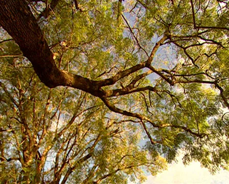 Low angled shot of tree canopies panning to Royal Hotel Stock Footage 36425989